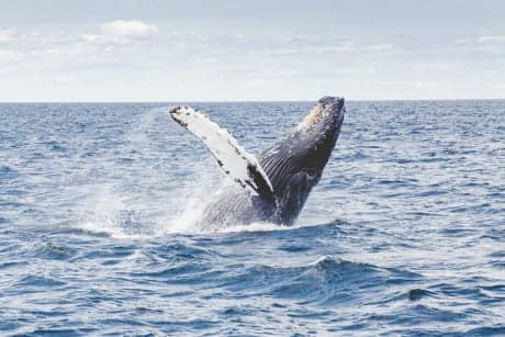 Bitcoin Bullish Signal: Whales Are Building Their Positions On Derivatives